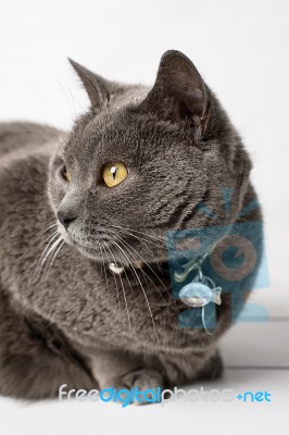 Grey Cat Chartreux Stock Photo