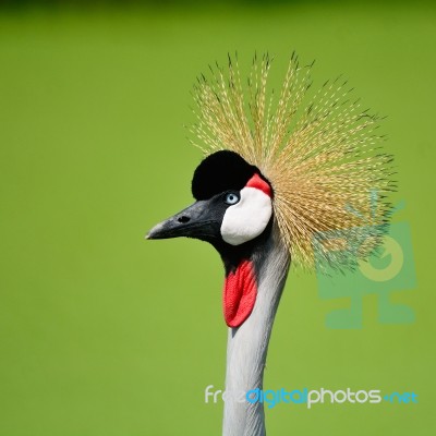 Grey Crowned Crane Stock Photo