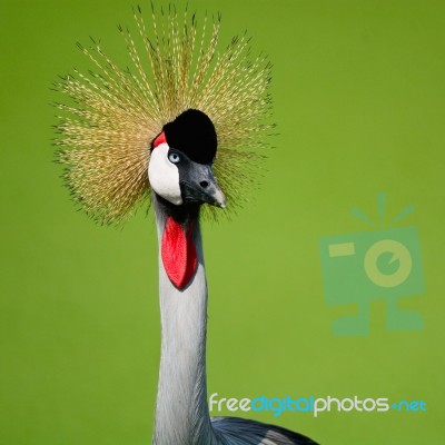 Grey Crowned Crane Stock Photo