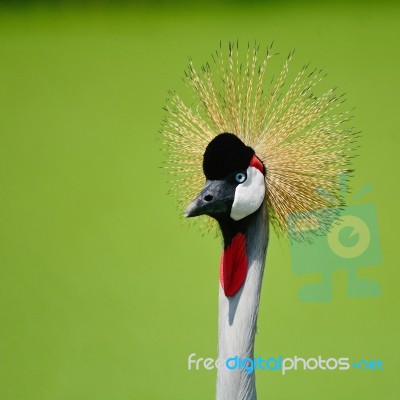 Grey Crowned Crane Stock Photo