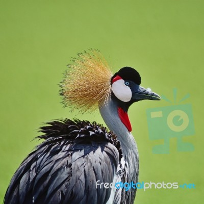 Grey Crowned Crane Stock Photo