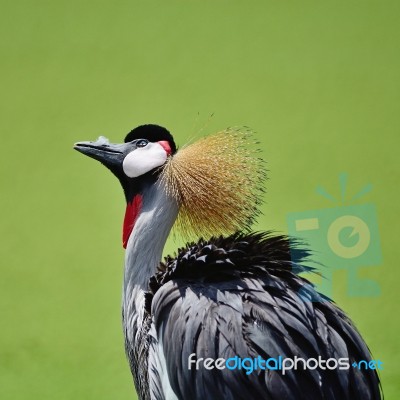 Grey Crowned Crane Stock Photo