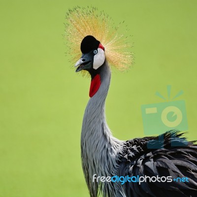 Grey Crowned Crane Stock Photo