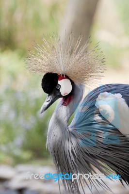 Grey Crowned Crane Stock Photo