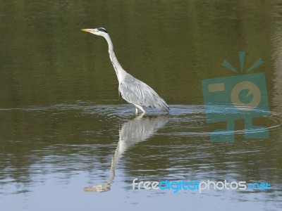 Grey Heron Stock Photo