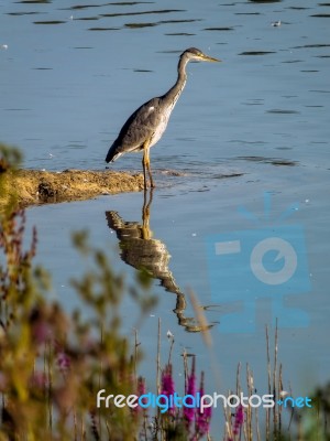 Grey Heron And Reflection Stock Photo