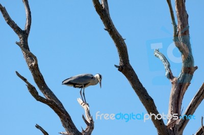 Grey Heron (ardea Cinerea) Stock Photo