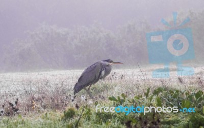 Grey Heron (ardea Cinerea) Stock Photo