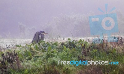 Grey Heron (ardea Cinerea) Stock Photo