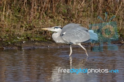 Grey Heron (ardea Cinerea) At The Water's Edge Stock Photo