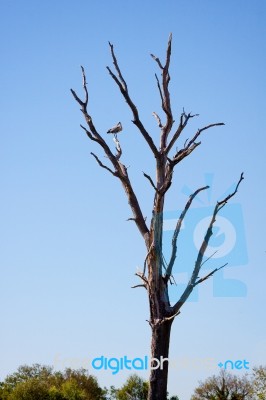 Grey Heron (ardea Cinerea) Perched On A Dead Tree Stock Photo