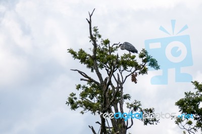 Grey Heron (ardea Cinerea) Perched On A Tree Stock Photo