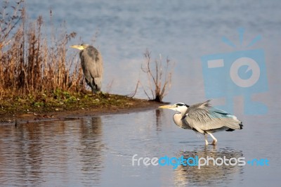 Grey Heron (ardea Cinerea) Walking In The Water Stock Photo