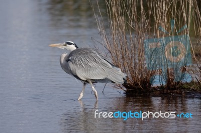 Grey Heron (ardea Cinerea) Walking Into The Water Stock Photo