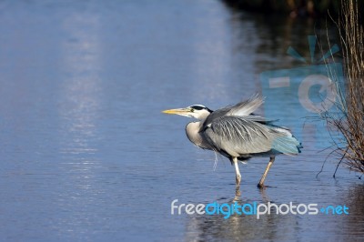 Grey Heron (ardea Cinerea) Walking Into The Water Stock Photo