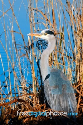 Grey Heron (ardea Cinerea) Watching And Waiting Stock Photo