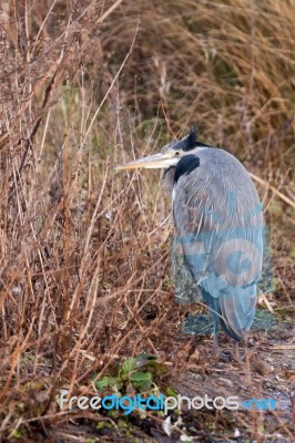 Grey Heron (ardea Cinerea) Watching And Waiting Stock Photo