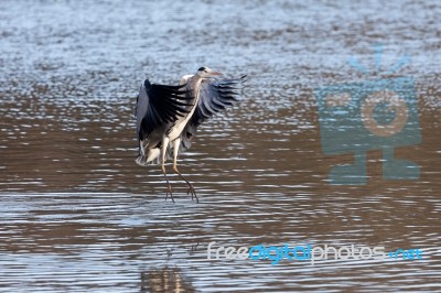 Grey Heron Coming In To Land Stock Photo