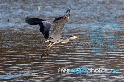 Grey Heron Taking Off Stock Photo