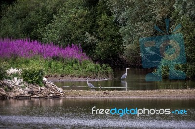 Grey Herons Wading In The Shallows Stock Photo