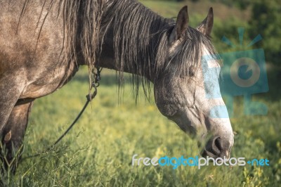 Grey Horse In The Green Field Stock Photo