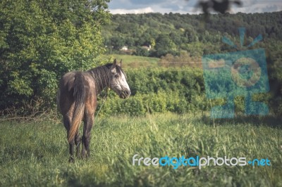 Grey Horse On The Green Meadow Stock Photo