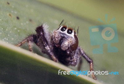 Grey Jumping Spider Stock Photo