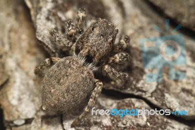 Grey Jumping Spider Stock Photo