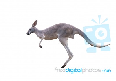 Grey Kangaroo Jumping Stock Photo