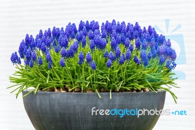 Grey Metal Flower Box With Blue Grape Hyacinths Stock Photo