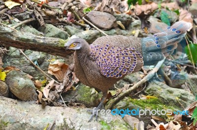 Grey Peacock-pheasant Bird Stock Photo