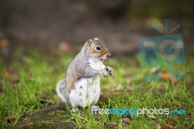 Grey Squirrel Stock Photo