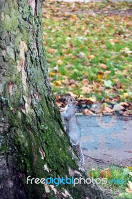 Grey Squirrel (sciurus Carolinensis) Stock Photo