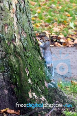 Grey Squirrel (sciurus Carolinensis) Stock Photo