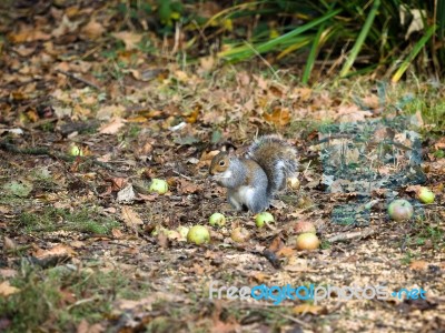 Grey Squirrel (sciurus Carolinensis) At Warnham Nature Reserve Stock Photo