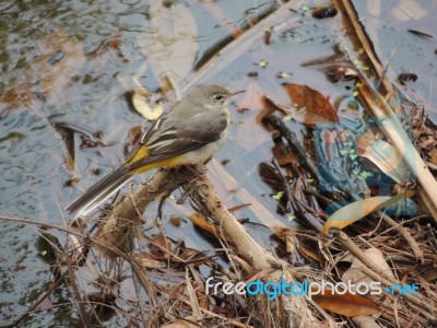 Grey Wagtail Stock Photo