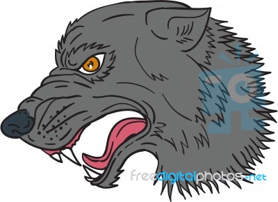 Grey Wolf Head Growling Drawing Stock Image