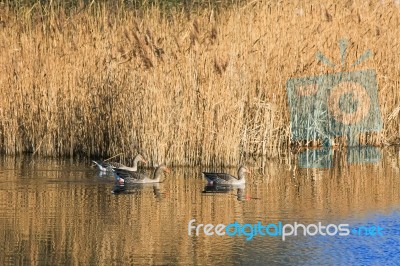 Greylag Geese At Fowlmer Nature Reserve Stock Photo