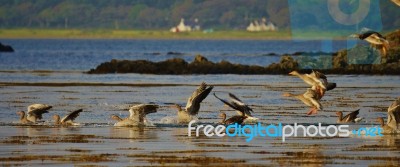 Greylag Geese Landing On Water On Islay Stock Photo