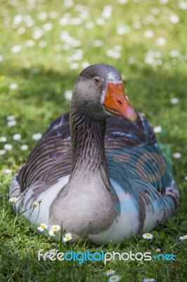 Greylag Goose Sitting On The Grass Stock Photo