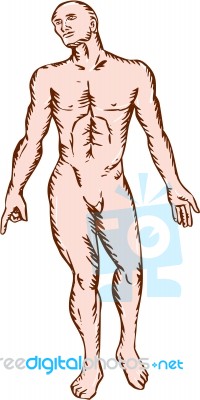 Gross Anatomy Male Standing Woodcut Stock Image