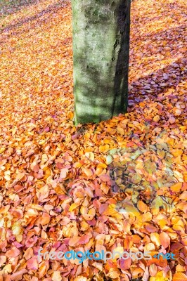 Ground Around Tree Trunk Covered With Autumn Leaves Stock Photo