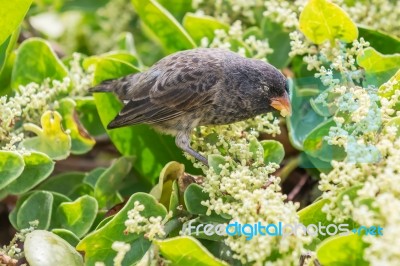 Ground Finch Bird On Santa Cruz Island In Galapagos Stock Photo