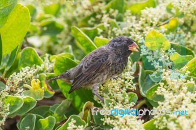 Ground Finch Bird On Santa Cruz Island In Galapagos Stock Photo