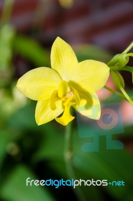 Ground Orchid Flower Stock Photo