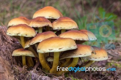 Group Brown Mushrooms In Fall Forest Stock Photo