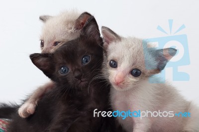 Group Cute Kitty Cat Relax On White Background Stock Photo