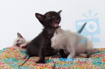 Group Happy Cute Kitty Cat Playing Stock Photo