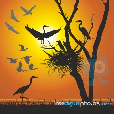 Group Herons At Sunset Stock Image