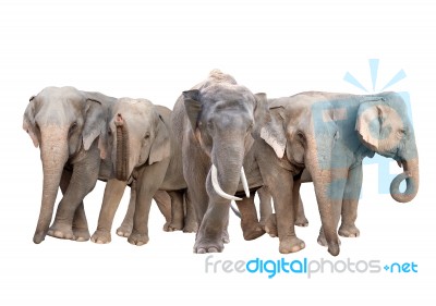 Group Of Asia Elephant Stock Photo